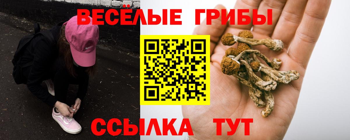 Галлюциногенные грибы Psilocybine cubensis Киров